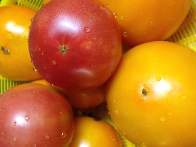 夏の野菜・トマト