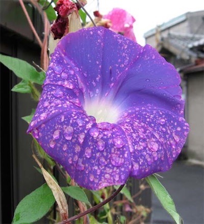 酸性雨で色抜けしたアサガオ