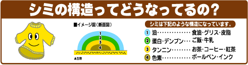 シミの構造